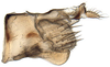 Athysanus argentarius, pygofer, laterally (INHS). Depicts Pygofer, lateral view, an Observation.;Athysanus argentarius, pygofer, laterally (INHS). Depicts Pygofer, lateral view, an Observation.;Athysanus argentarius, pygofer, laterally (INHS). Depicts Pygofer, lateral view, an Observation.