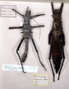 copyright MSNG. female of synonym Heteropteryx dipsacus (lectotype) on right. Depicts CollectionObject 1558864; b72d515b-51c4-4fb6-948d-325723e1c822, a CollectionObject.