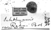 CollectionObject 1540562; 7596415d-d2f8-42b9-a939-494782c41d66: Image Carbonell, C.S. labels (lectotype). (CollectionObject).