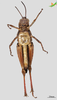 CollectionObject 2274538; Unioeste Cascavel K-1195, 49d6e876-2e74-4dd1-87a9-f555b426c1c1: Male, ventral view. (CollectionObject).