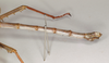 CollectionObject 1559878; 9e1625c8-164e-475e-8740-d8ded0da4710: copyright OUMNH. male of synonym Monandroptera inuncans: end of abdomen, lateral view (paralectotype). (CollectionObject).;CollectionObject 1559879; 90a1ca65-43e1-4e5a-93a4-2fb137caf3da: copyright OUMNH. male of synonym Monandroptera inuncans: end of abdomen, lateral view (paralectotype). (CollectionObject).
