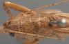 CollectionObject 1505627; 32cb8af4-f8a9-4b38-9c0d-b7cf08c6759f: female pronotum, dorsal view (holotype). (CollectionObject).