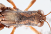 FieldOccurrence 41; 3e53b818-e887-42c4-aea2-2539a90a57c4; Uluguru, 2016/11/??: male, head and pronotum. (FieldOccurrence).