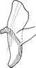 Aedeagus, lateral view on Ayubiana lantanae Ahmed, 1969: Aedeagus, lateral view. (Observation).