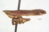 Habitus, lateral view: (Observation).