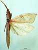 CollectionObject 1500991; 9a005da7-2df8-4174-91f1-24c565429a2d, DORSA BA000355S01: male, dorsal view (holotype). (CollectionObject).
