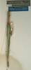 CollectionObject 1560081; NMW 1038, aba938c4-9bd8-45e9-a7af-9049b23addae: copyright NMW, Vienna. female (holotype). (CollectionObject).