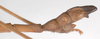 CollectionObject 1562924; 61ae6882-2d16-44f8-beca-123a075aa57e: copyright F. Hennemann. male: end of abdomen, lateral view (paratype). (CollectionObject).;CollectionObject 1562925; 7868b444-db8f-4ed9-82fe-14e5232c1e12: copyright F. Hennemann. male: end of abdomen, lateral view (paratype). (CollectionObject).