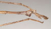 CollectionObject 1556982; b3054bbd-c97b-4afa-81da-59277c4faaf5: copyright South Australian Museum, Adelaide. Acrophylla nubilosa male: end of abdomen, lateral view (holotype). (CollectionObject).