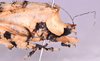 CollectionObject 1544708; UDBC<IH> MUD 046 ORT', a58f16bb-e293-475d-80e0-dff33458a730: female, head and pronotum lateral view (paratype). (CollectionObject).