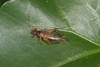 FieldOccurrence 3736; 0636d095-b09f-4d79-85a0-b8b5019673bd; Brazil: Rio de Janeiro
Rio de Janeiro, Nova Iguaçu, Reserva Biológica do Tinguá., 2025/11/10-2025/11/13
Pedro Souza-Dias: male. (FieldOccurrence).