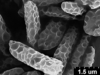 Brochosomes on Cuerna arida Oman & Beamer, 1944: CR171 | U.S.A., Arizona, Cochise Co. | 7/29/1927 | KSEM. (Observation).