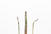 CollectionObject 1573902; 08b362b2-c898-4982-970f-c8bd8d5200c0: copyright Murcia. female (holotype), abdomen, ventral view. (CollectionObject).
