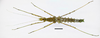 CollectionObject 1595662; 3c2d9ef7-965a-4a20-a322-2cf0e46e7296: copyright SWFU Kunming. female, dorsal view (holotype). (CollectionObject).