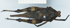 CollectionObject 1585502; f114578e-f921-421c-9381-4170ea4d4726: female, dorsal view. (CollectionObject).