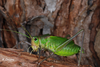 Calliphona (Calliphona) koenigi Krauss, 1892: male (Canary Islands, Tenerife). (Otu).