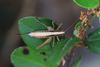 female in dorsal view (from Croatia, Olib Isl.). Depicts Yersinella raymondii (Yersin, 1860), an Otu.