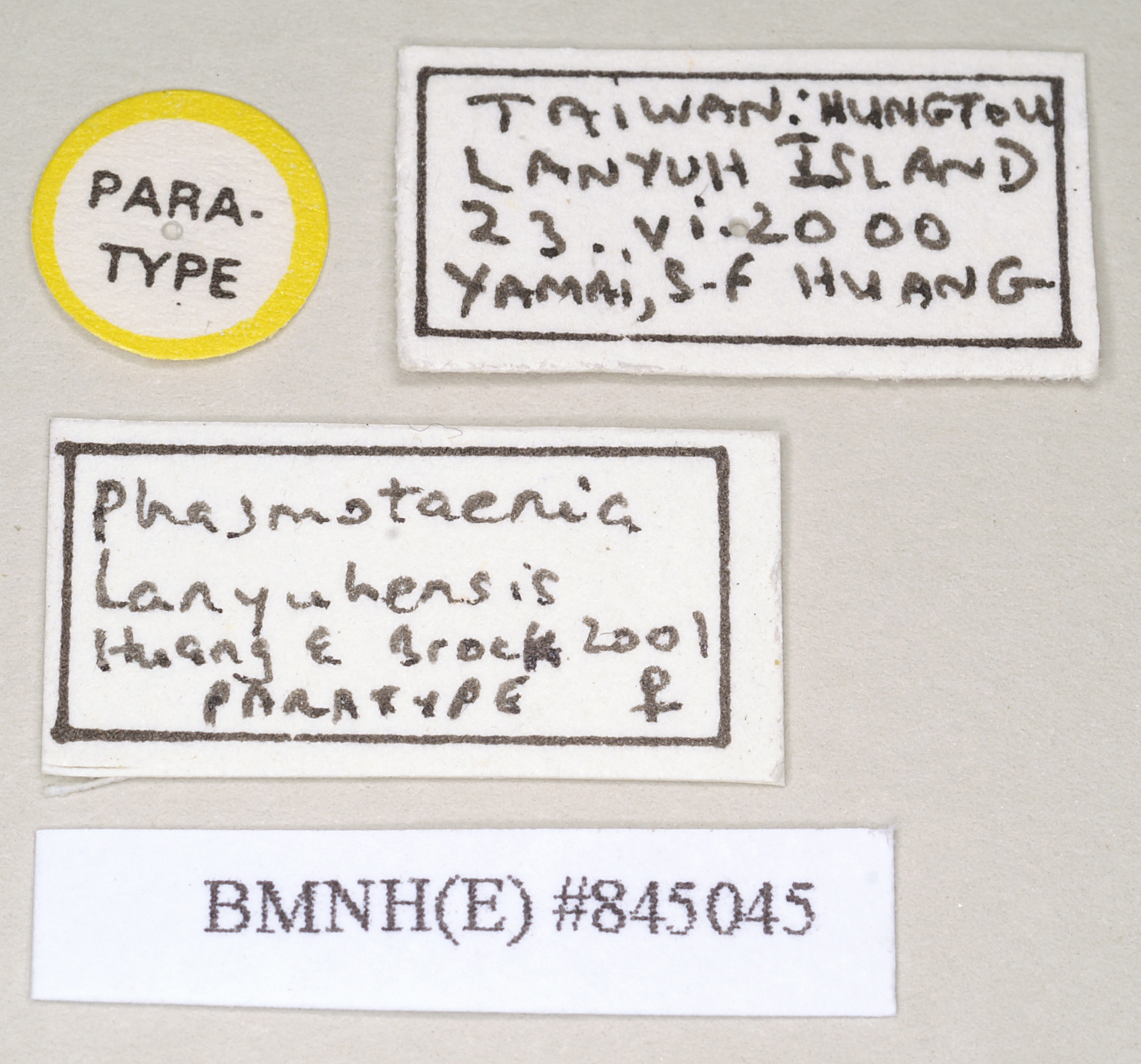 copyright Natural History Museum, London. female, data labels (paratype). Depicts CollectionObject 1561108; bb085ae2-a64c-4e07-b1ad-b9e497c225c9, a CollectionObject.;copyright Natural History Museum, London. female, data labels (paratype). Depicts CollectionObject 1561109; 567f5c8d-8803-402e-86cd-e62a71379f1a, a CollectionObject.