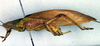 CollectionObject 1500361; 589cfdb6-3f85-4423-abca-ca28dd9e4d76: male, lateral view (syntype). (CollectionObject).
