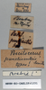CollectionObject 1540701; b6aa471c-e3ae-44b8-83e7-ff989cccd2d3, MNHN-EO-CAELIF1231: male, labels (type of Poekilocerus punctiventris). (CollectionObject).