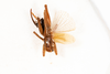 CollectionObject 1531197; NMW 21.543, cfc8aba8-658c-4018-a12f-cca4772177b0: female, dorsal view (holotype). (CollectionObject).