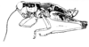Hazelacris nigrovittatus Ronderos, 1981: Fig. 10 (after holotype). male habitus. (Otu).