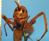 CollectionObject 1575882; 140317a7-cd63-4b01-8ed0-9f0b64147d12: female, frontal view. (CollectionObject).