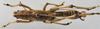 CollectionObject 1539648; 2e85d8d8-a644-4cb5-97bf-2dbbf76a71ee: male dorsal (syntype). (CollectionObject).;CollectionObject 1539649; 5e308dca-8056-47c1-bdb5-c15e234c7dc5: male dorsal (syntype). (CollectionObject).