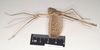 CollectionObject 1558212; NHMUK(SF IMPORT DUPLICATE) 845022, 464d8bf8-b5de-4bc4-a20e-1f290bc5ab0b: copyright Natural History Museum, London. male, lateral view of Ctenomorpha tessulata (syntype). (CollectionObject).