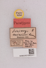 CollectionObject 2052747; 0b011f0f-4acb-4684-9379-d0ef4e608772, NHMUK015982411: labels (paratype). (CollectionObject).