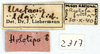 CollectionObject 1513125; fb0b2a3e-cae3-46d8-88a3-b311542cfdfc: labels (holotype). (CollectionObject).