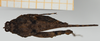 CollectionObject 1477079; 1d644ca1-d986-4e85-a877-098332da6b14, NHMUK010924524: female (holotype), dorsal view. (CollectionObject).