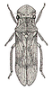Habitus, dorsal view: Kuohledra kuohi. (Observation).