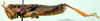 CollectionObject 1566729; e03580b2-3574-4e69-81f5-8f7fc523e98c: male, lateral view (paratype). (CollectionObject).