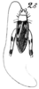 Aphasius ritsemae Saussure, 1878: Pl. 19, Fig. 74(2). male. (Otu).
