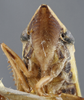 Head on Draeculacephala robinsoni Hamilton, 1967: Head/Face. (Observation).