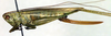 CollectionObject 1501994; f10810ff-d08c-49a0-9218-7a060ebb6164: female, lateral view (allotype of Conocephalus dilatatus). (CollectionObject).