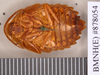 Hyporhicnoda reflexa (Saussure & Zehntner, 1893): Holotype, male, ventral. BMNH(E)#878054. (Otu).