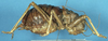 CollectionObject 1568348; 2cb6c708-0bee-40bc-9f80-b316f4b2ba63: female, lateral view (syntype of Acanthoproctus elaphos). (CollectionObject).