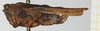 CollectionObject 1584030; 9eb4cd3e-ab79-4361-9e2e-2ca8b57cff98: female, lateral view (syntype). (CollectionObject).
