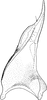 Stylus: Stylus. (Observation).