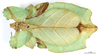 CollectionObject 1561246; 52514916-69bb-43da-8244-0084b226fad5: copyright MNHN, Paris. female of synonym Phyllium magdelainei, dorsal view (holotype). (CollectionObject).