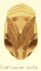 Habitus, dorsal view on Clastoptera tristis Van Duzee, 1912 now Clastoptera obtusa (Say, 1825): (Observation).