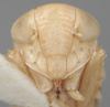 Head on Athysanella (Gladionura) crispa Blocker & Johnson, 1990: Head. (Observation).