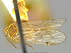 Habitus, dorsal view: (Observation).