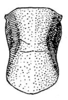 Orphulella pelidna (Burmeister, 1838): Pl. II, Fig. 38. pronotum, dorsal view. (Otu).