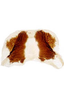 Forewing: Female internal sternum VIII. (Observation).