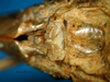 CollectionObject 1501986; 356c0f04-e076-4561-958a-73ea01171539: female subgenital plate (syntype). (CollectionObject).