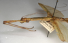 CollectionObject 1558935; NMW 1089, e4e2c059-ecb6-43df-9f84-723c7af613f1: copyright NMW, Vienna. female: head and thorax, lateral view (lectotype). (CollectionObject).