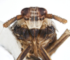 Head: !! display not done !! on Pissonotus tumidus Morgan & Beamer, 1949: (Observation).